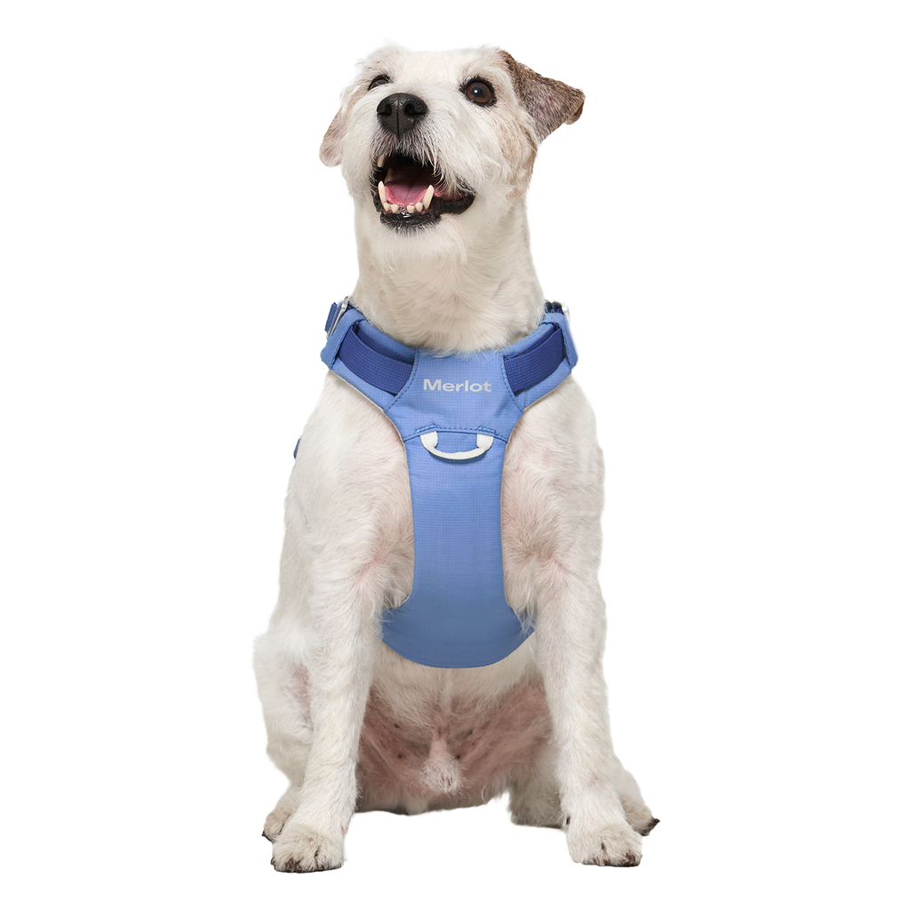 Ardor™ Harness Blue Stone