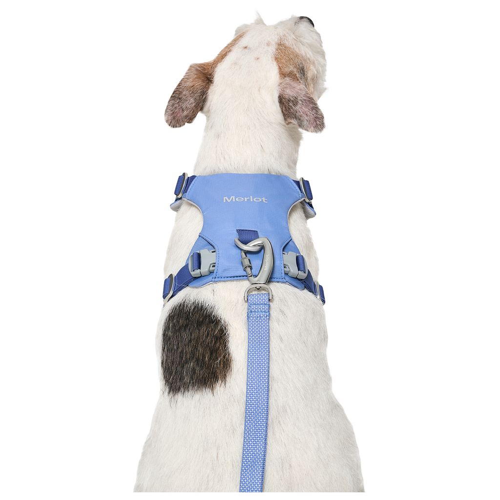 Ardor™ Harness Blue Stone