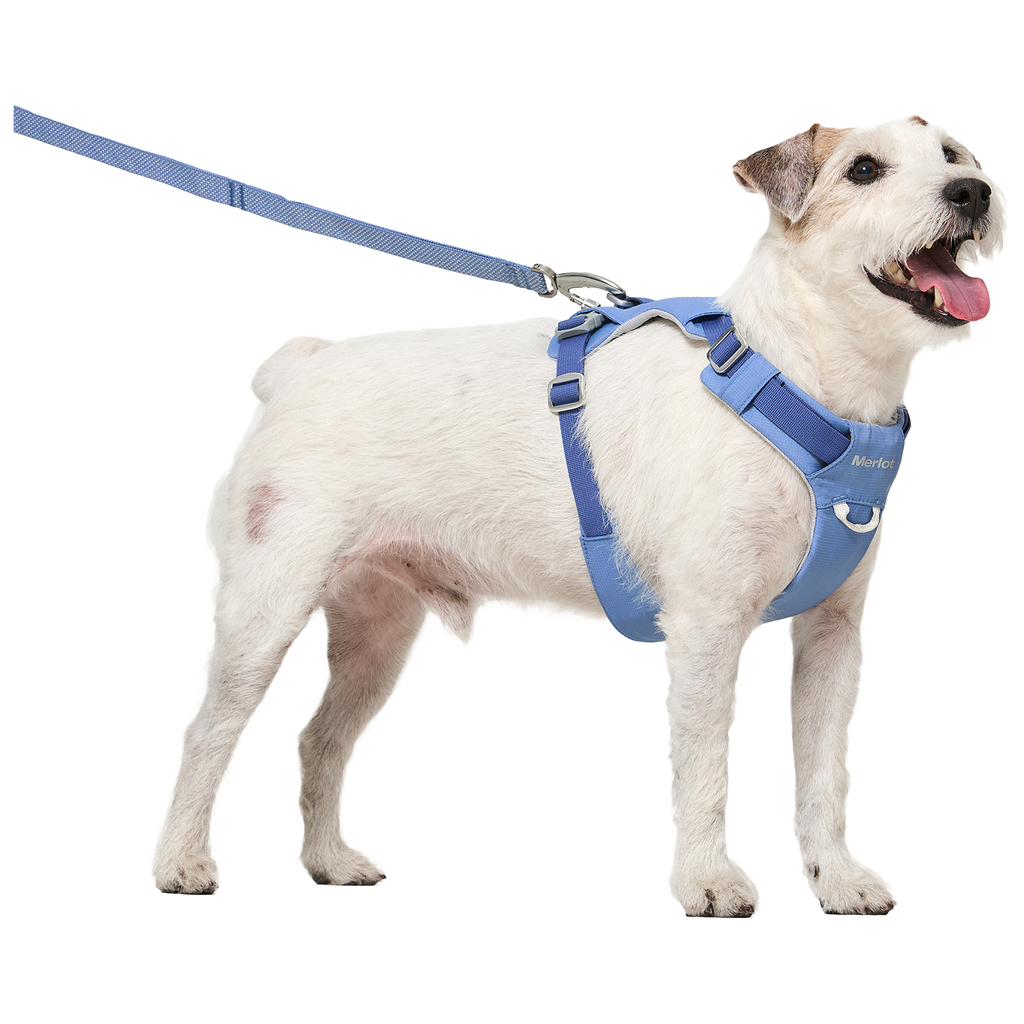 The Walk Set in Blue Stone — a dog wearing the Ardor Harness with the matching Free Leash clipped on
