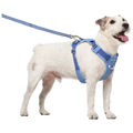 The Walk Set in Blue Stone — a dog wearing the Ardor Harness with the matching Free Leash clipped on