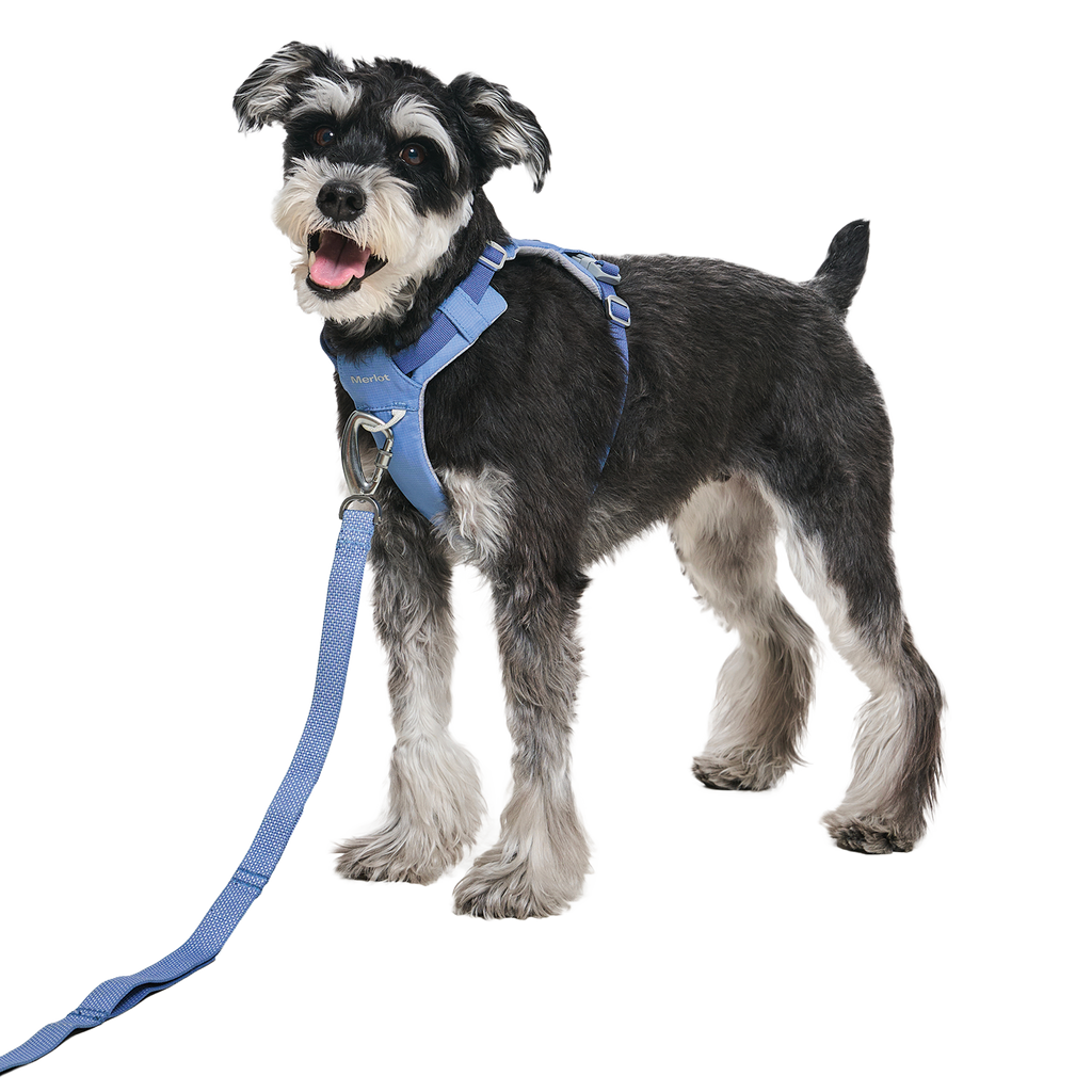 Ardor Free Leash Blue Stone — hands-free 3-way dog leash by Merlot, carried by Ondo