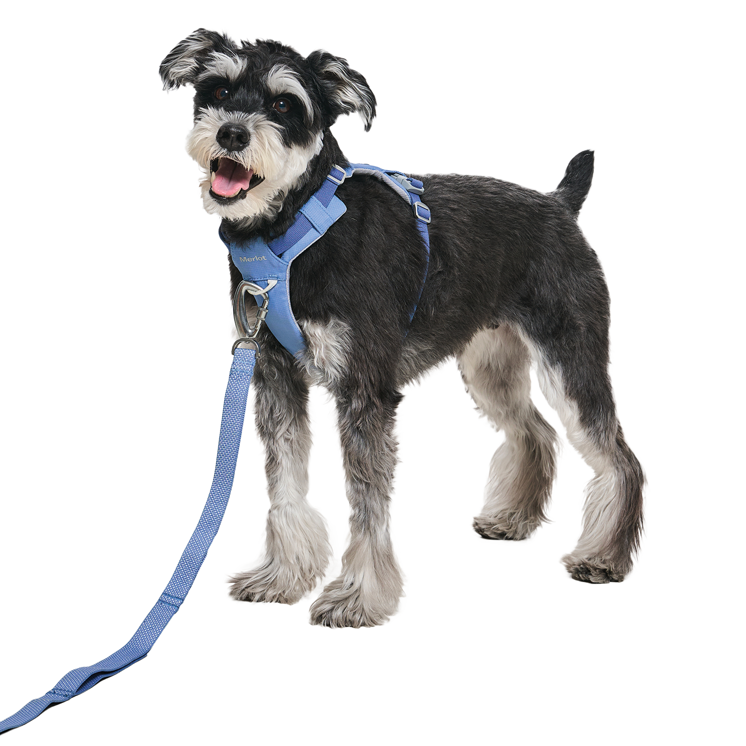Ardor Free Leash Blue Stone — hands-free 3-way dog leash by Merlot, carried by Ondo