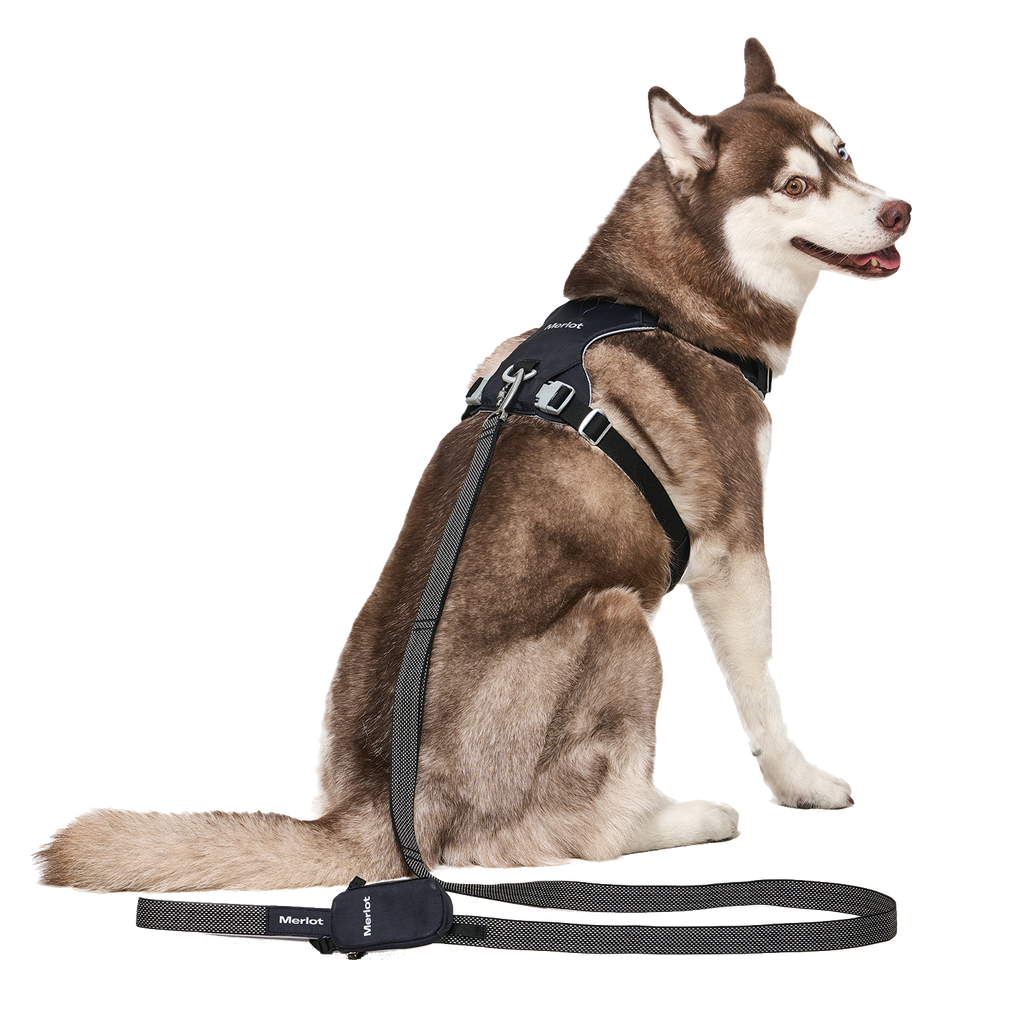 Ardor Free Leash Black — hands-free 3-way dog leash by Merlot, carried by Ondo