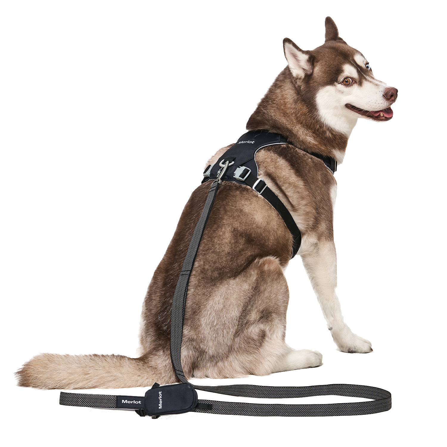 Ardor Free Leash Black — hands-free 3-way dog leash by Merlot, carried by Ondo