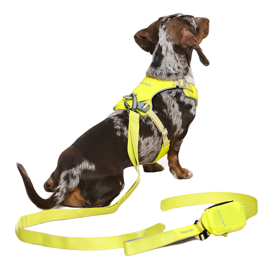 Ardor Free Leash Lemon — hands-free 3-way dog leash by Merlot, carried by Ondo