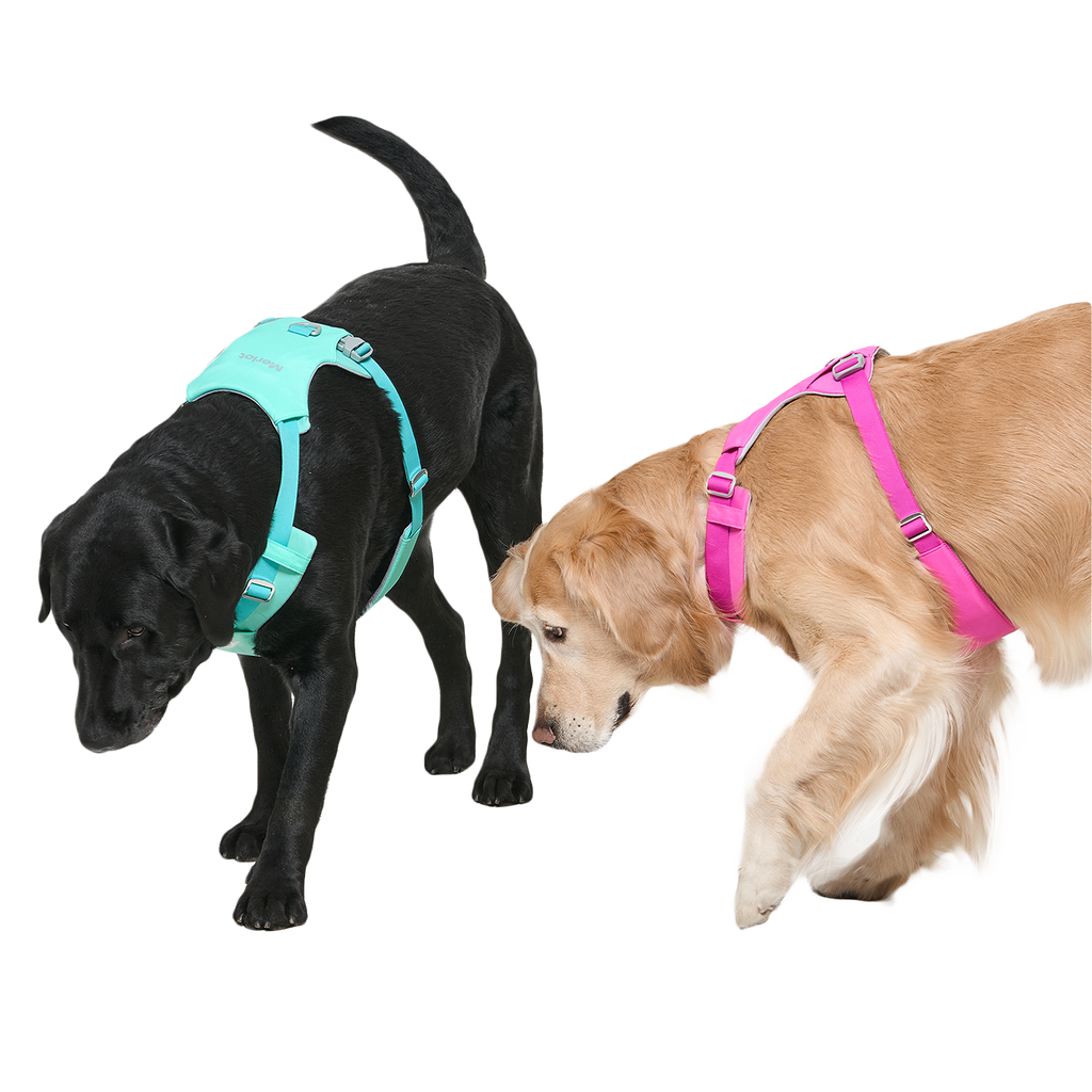 Ardor™ Harness Mint Stone