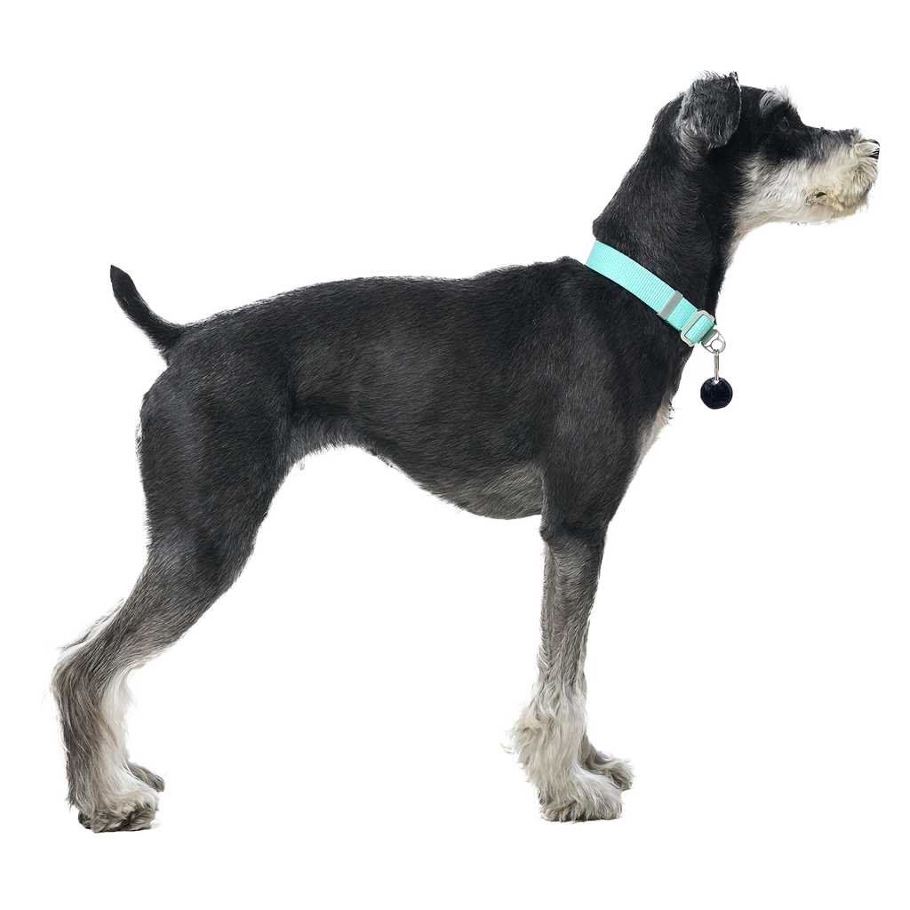Ardor™ Collar Mint