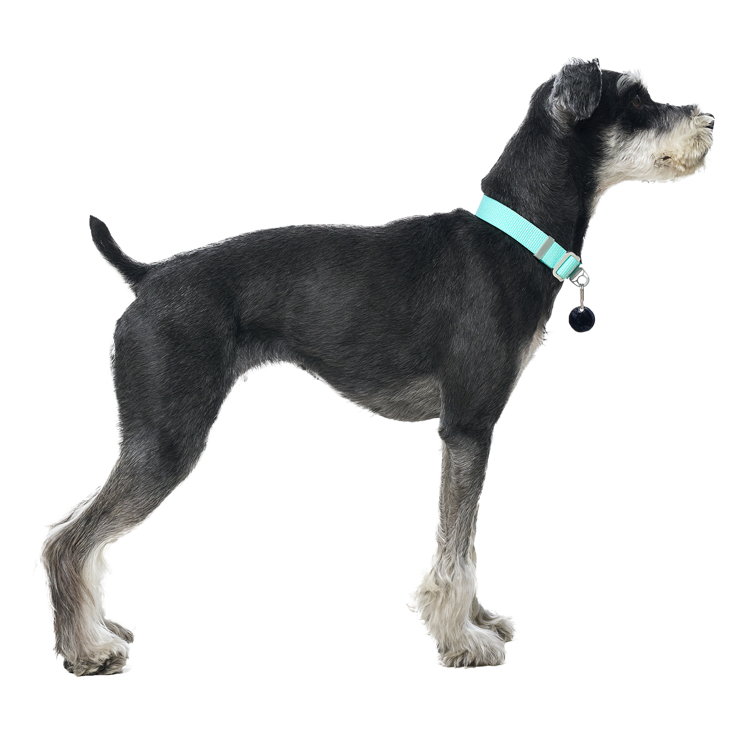 Ardor™ Collar Mint