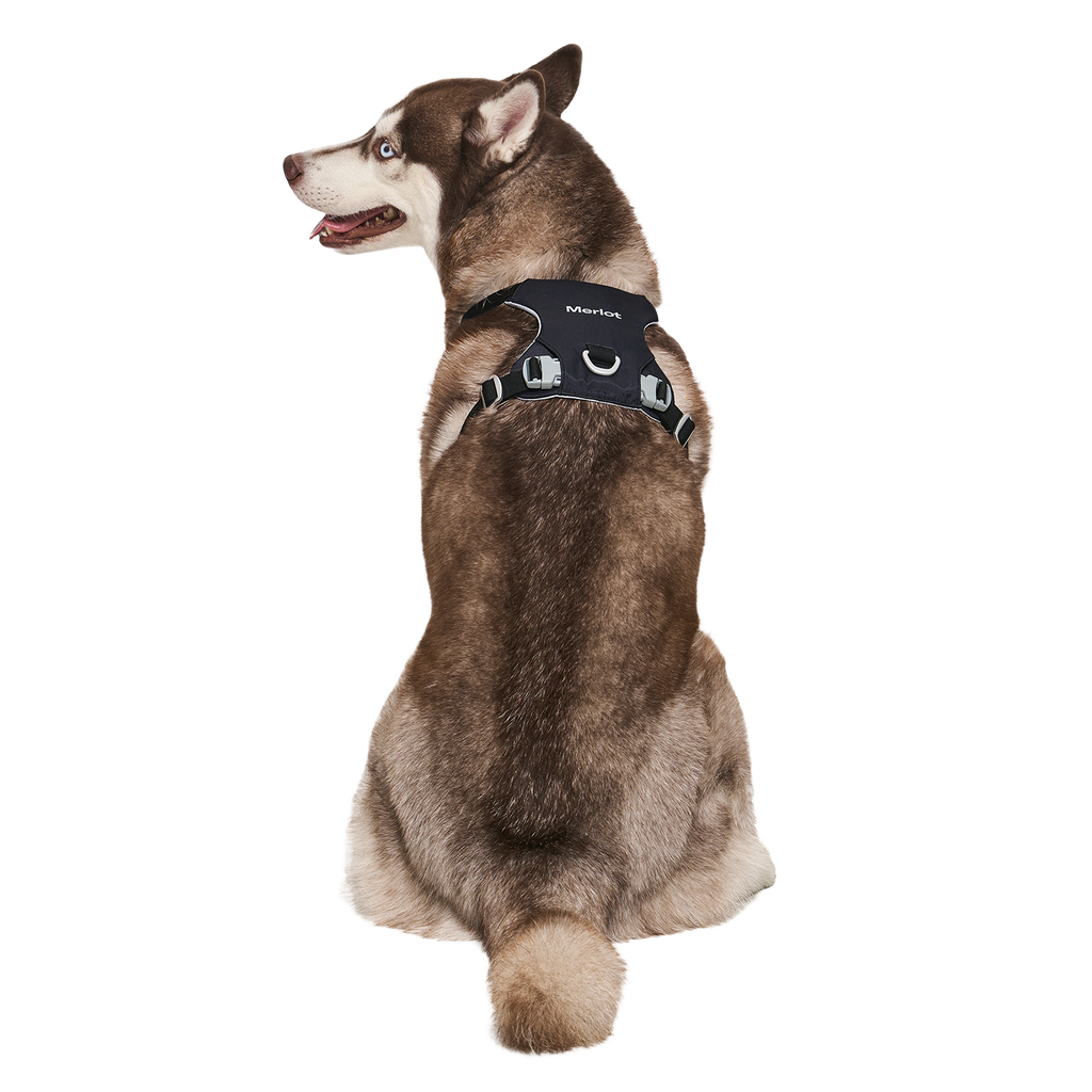 Ardor™ Harness Black Stone
