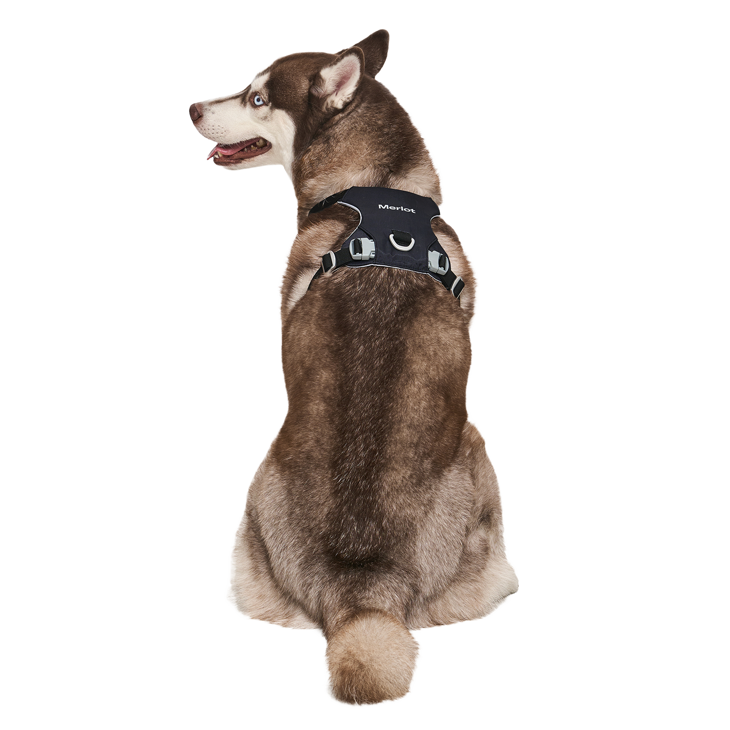 Ardor™ Harness Black Stone