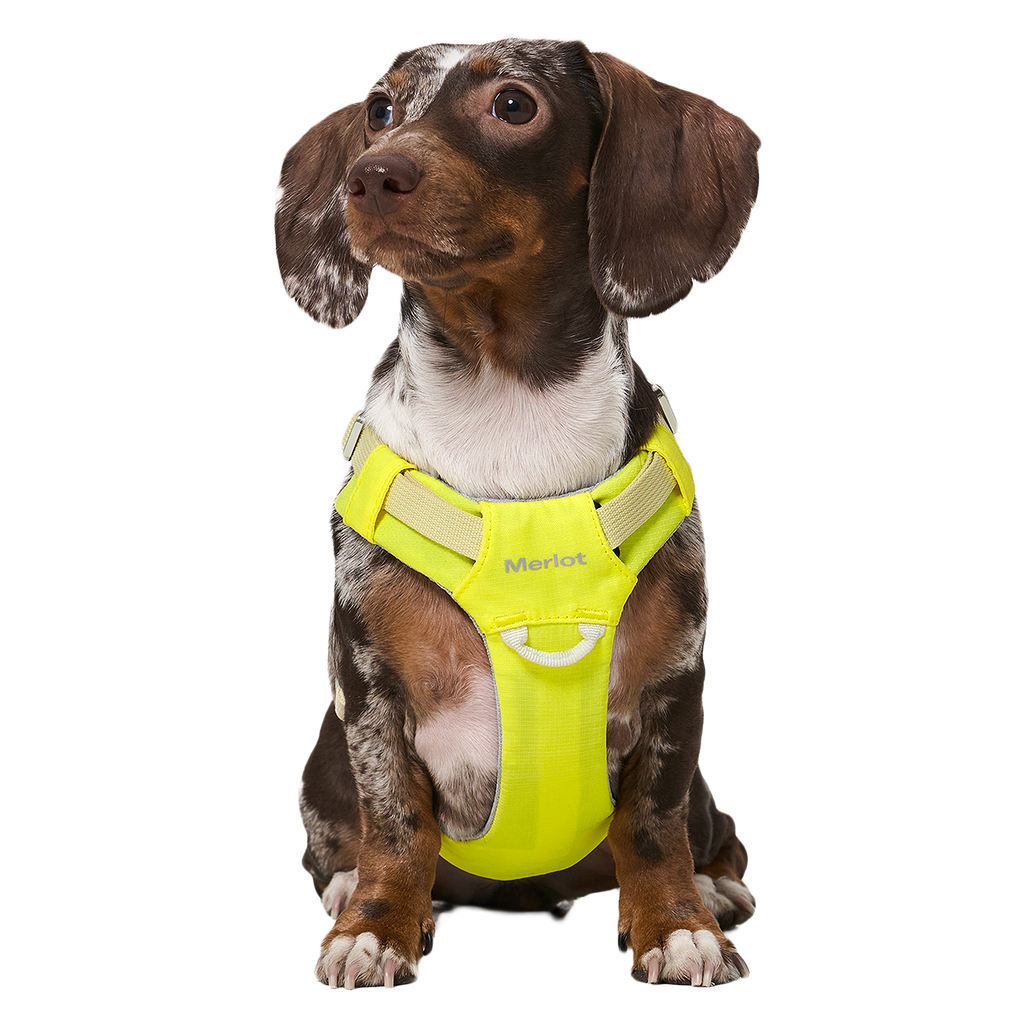Ardor™ Harness Lemon Stone