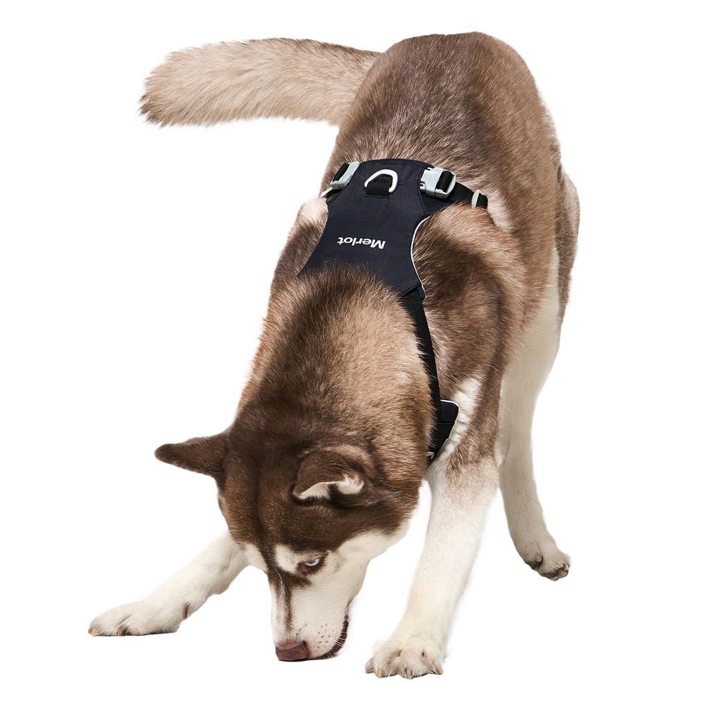 Ardor™ Harness Black Stone