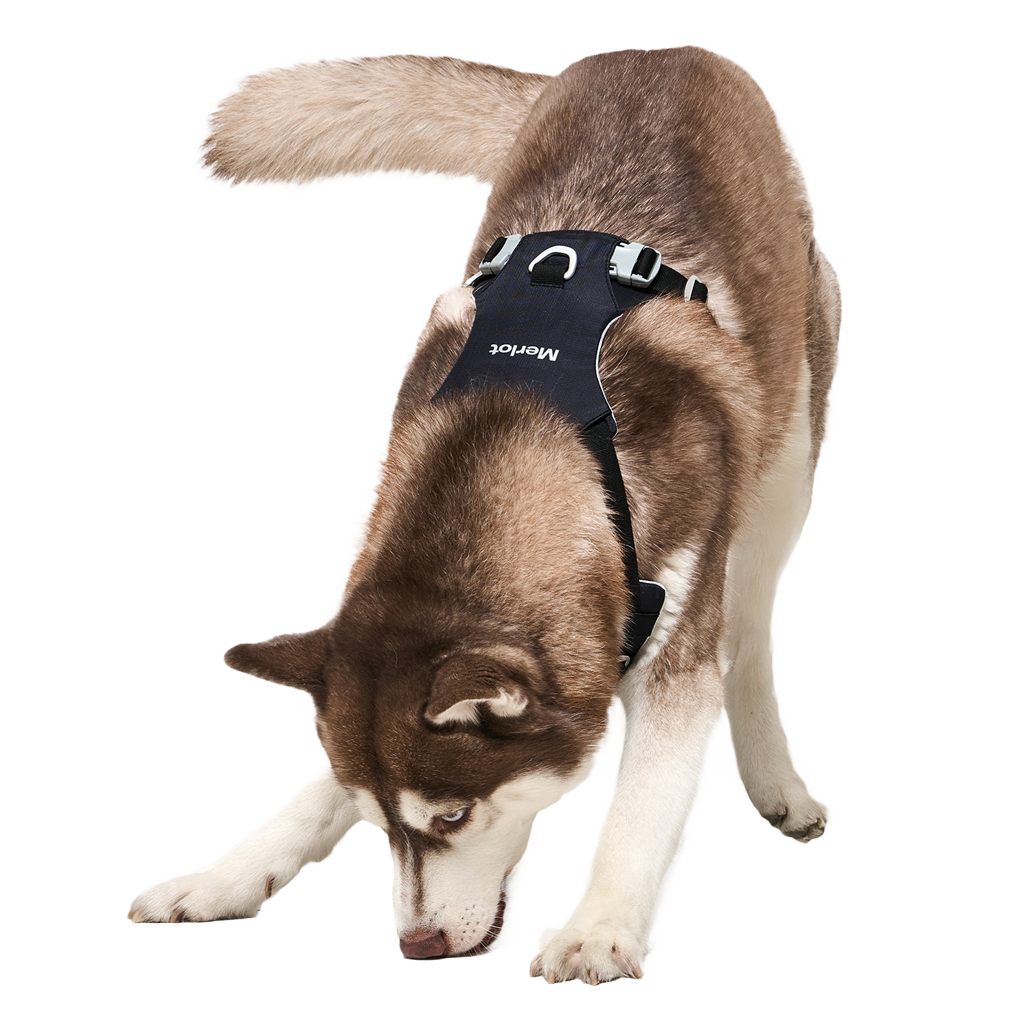 Ardor™ Harness Black Stone