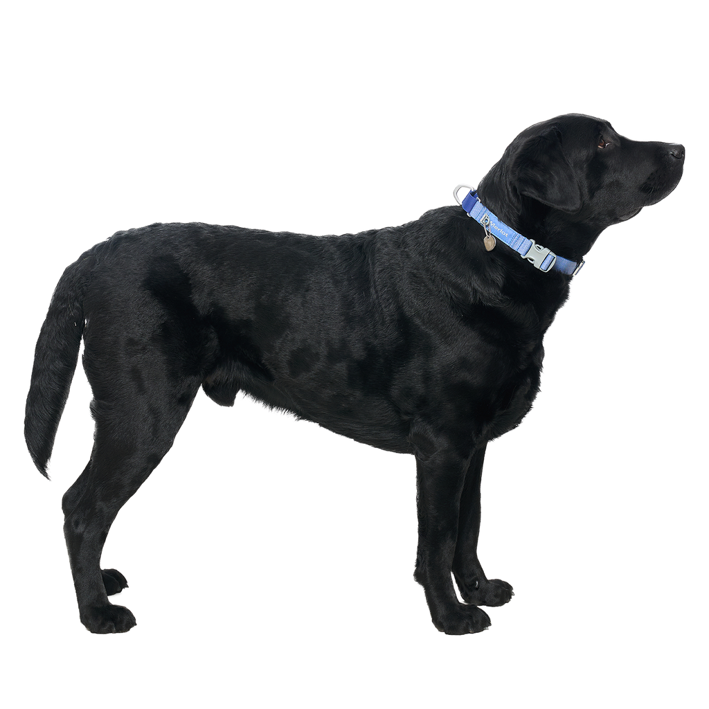 Ardor™ Collar Blue Stone