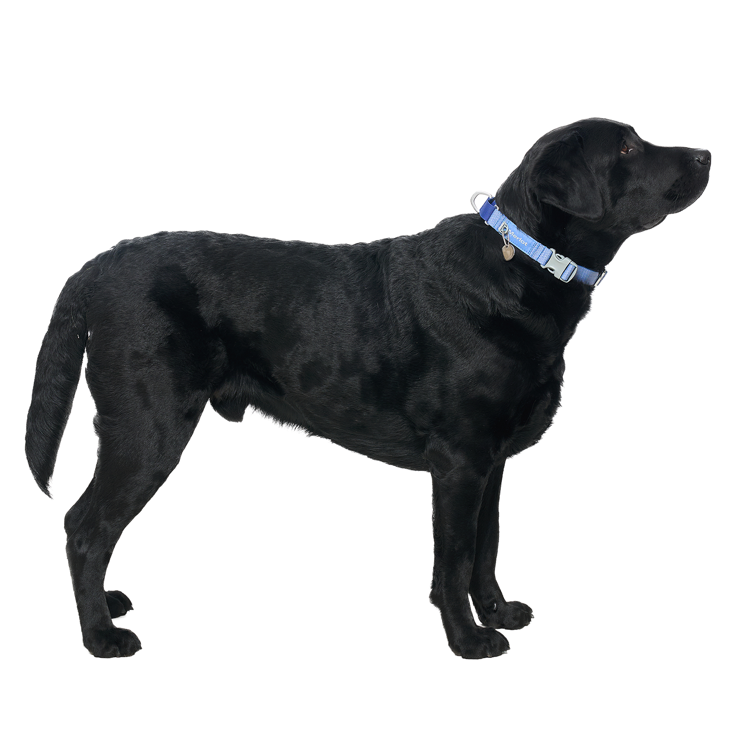 Ardor™ Collar Blue Stone