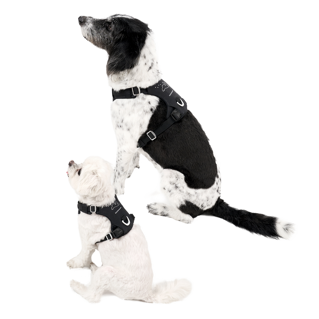 Bunny™ Harness x Kitty Bunny Pony