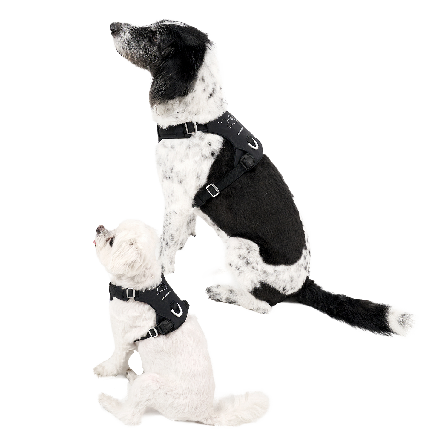 Bunny™ Harness x Kitty Bunny Pony