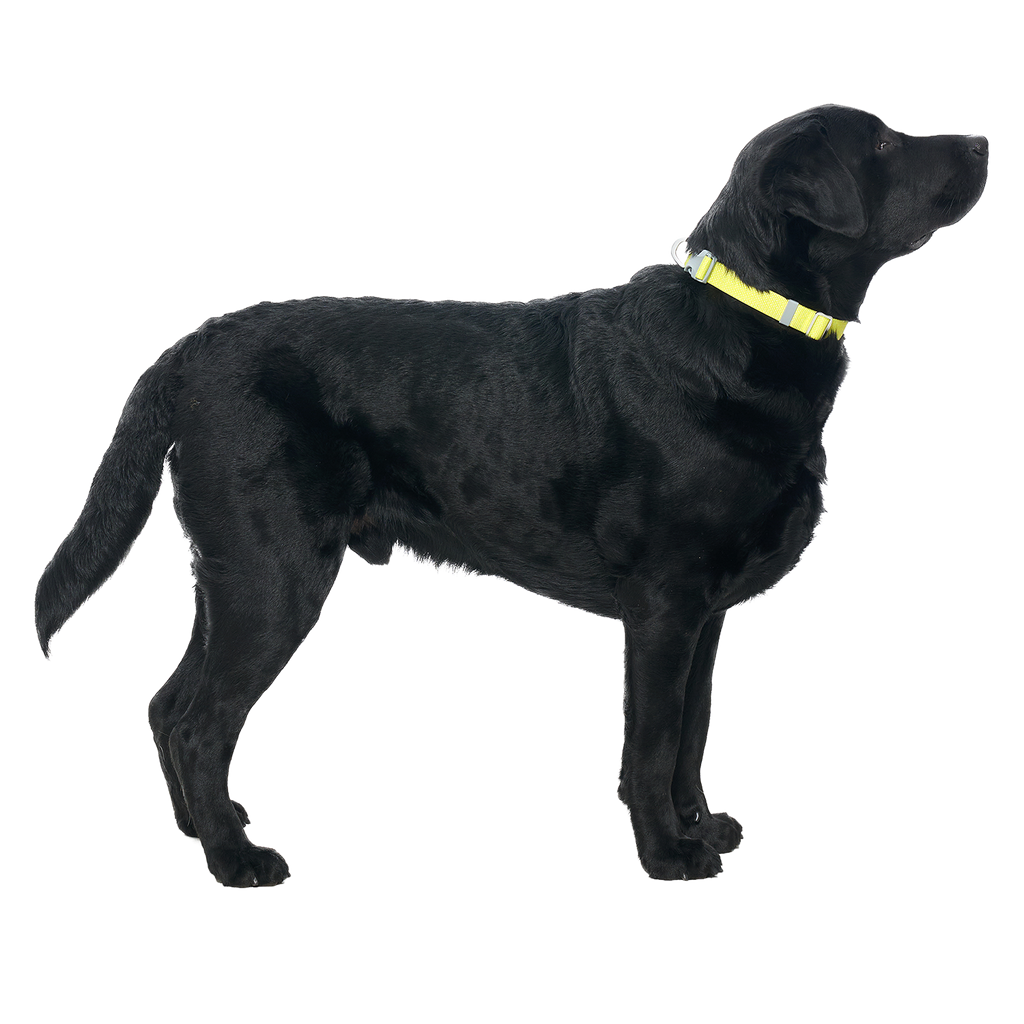 Ardor™ Collar Lemon