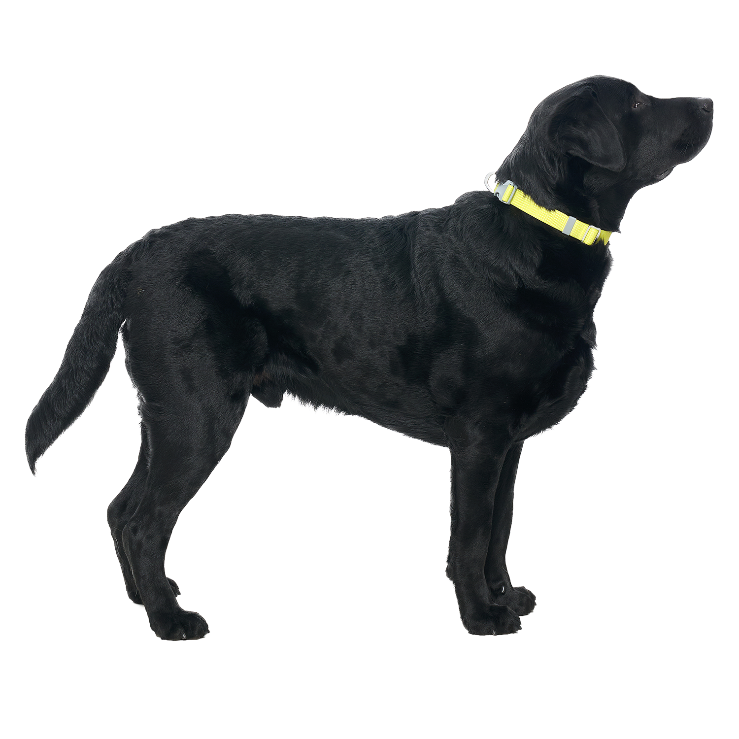 Ardor™ Collar Lemon