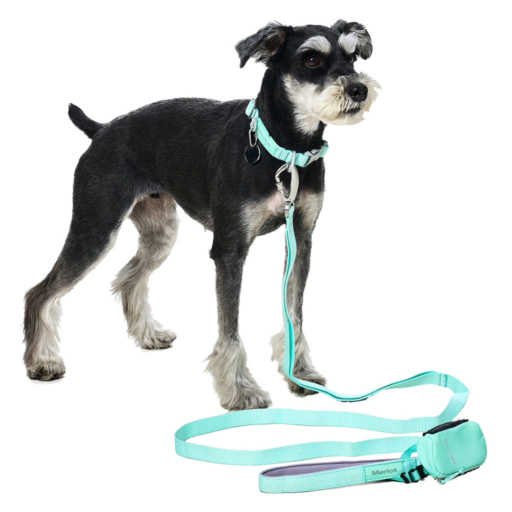 Ardor™ Collar Mint