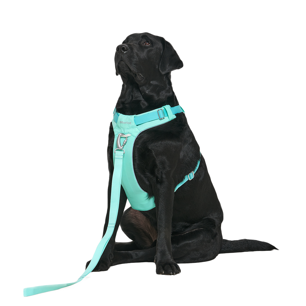 Ardor™ Harness Mint Stone