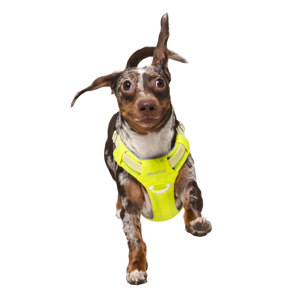 Ardor™ Harness Lemon Stone