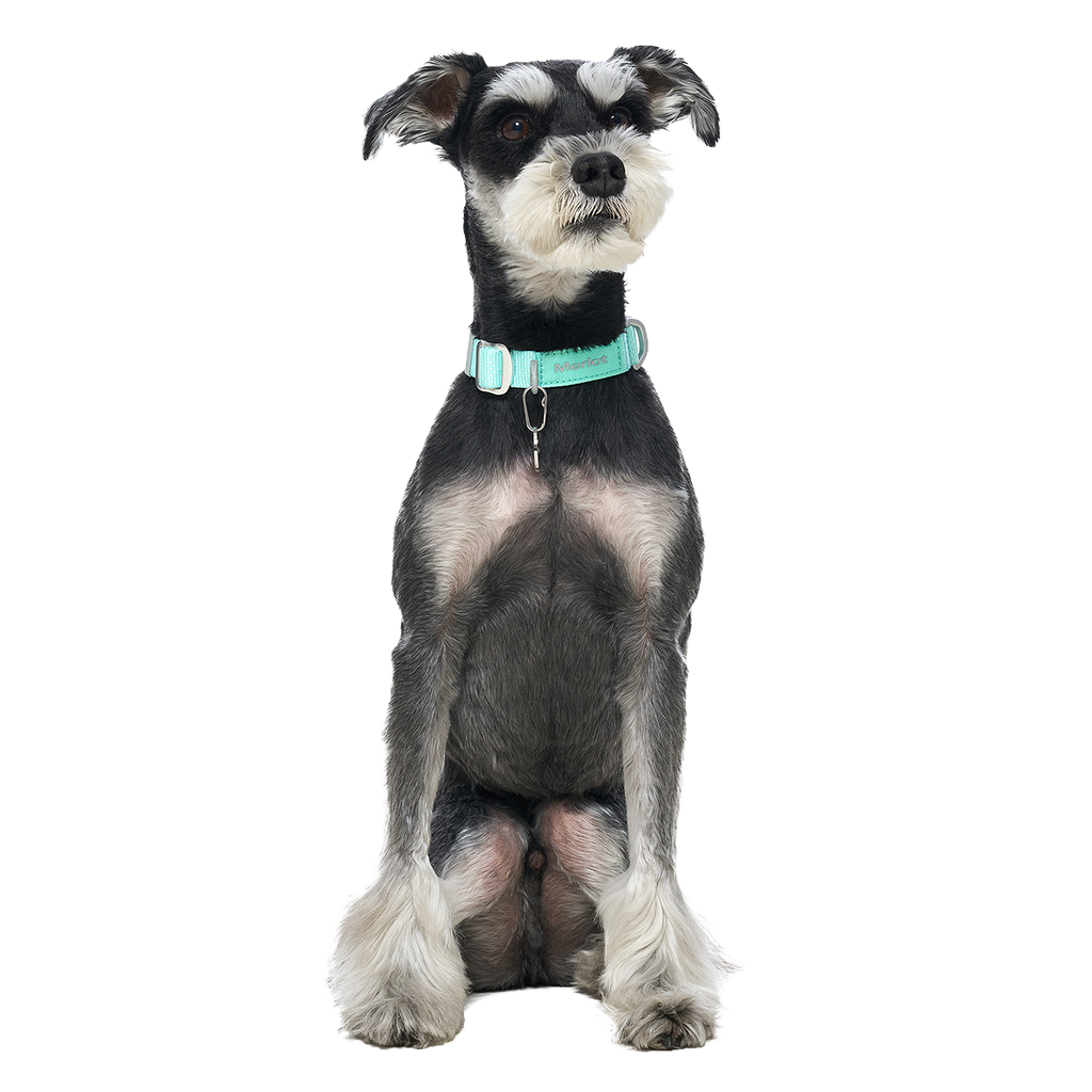 Ardor™ Collar Mint