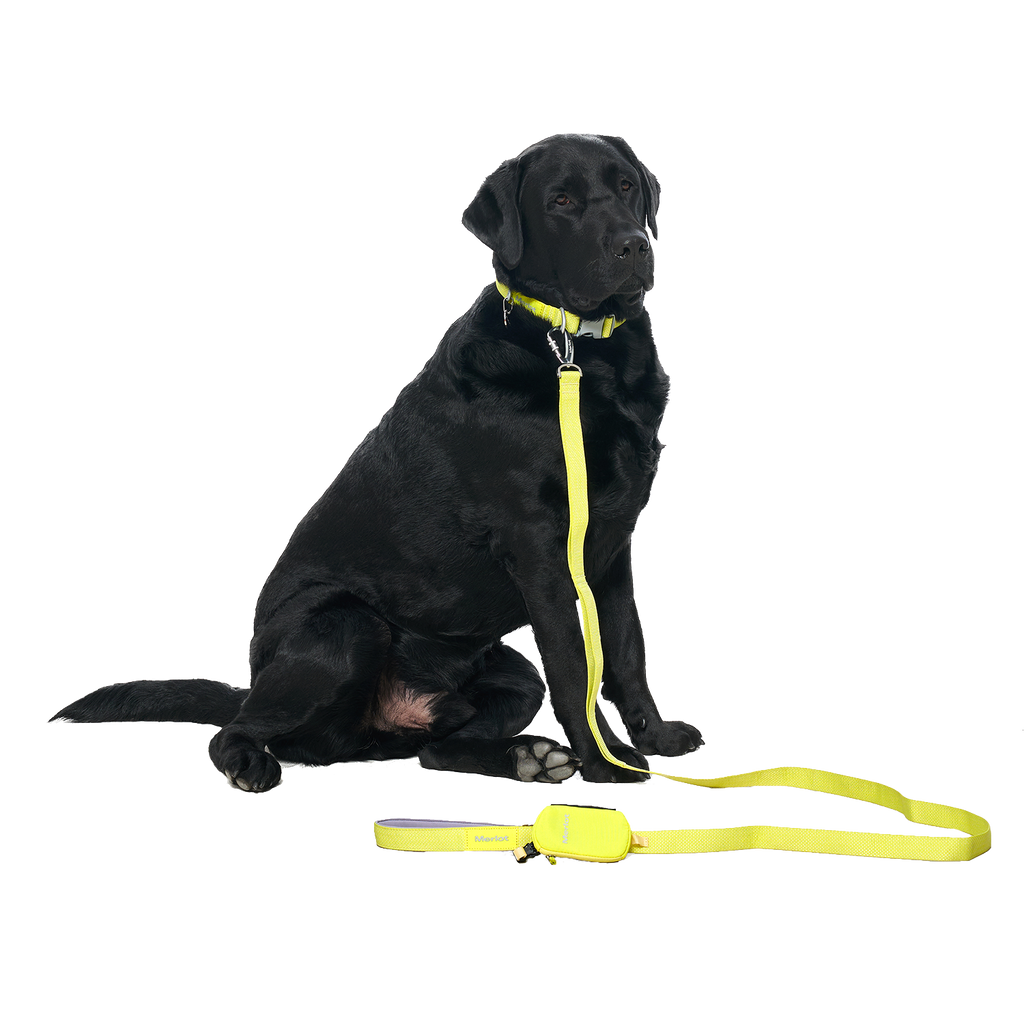 Ardor™ Collar Lemon