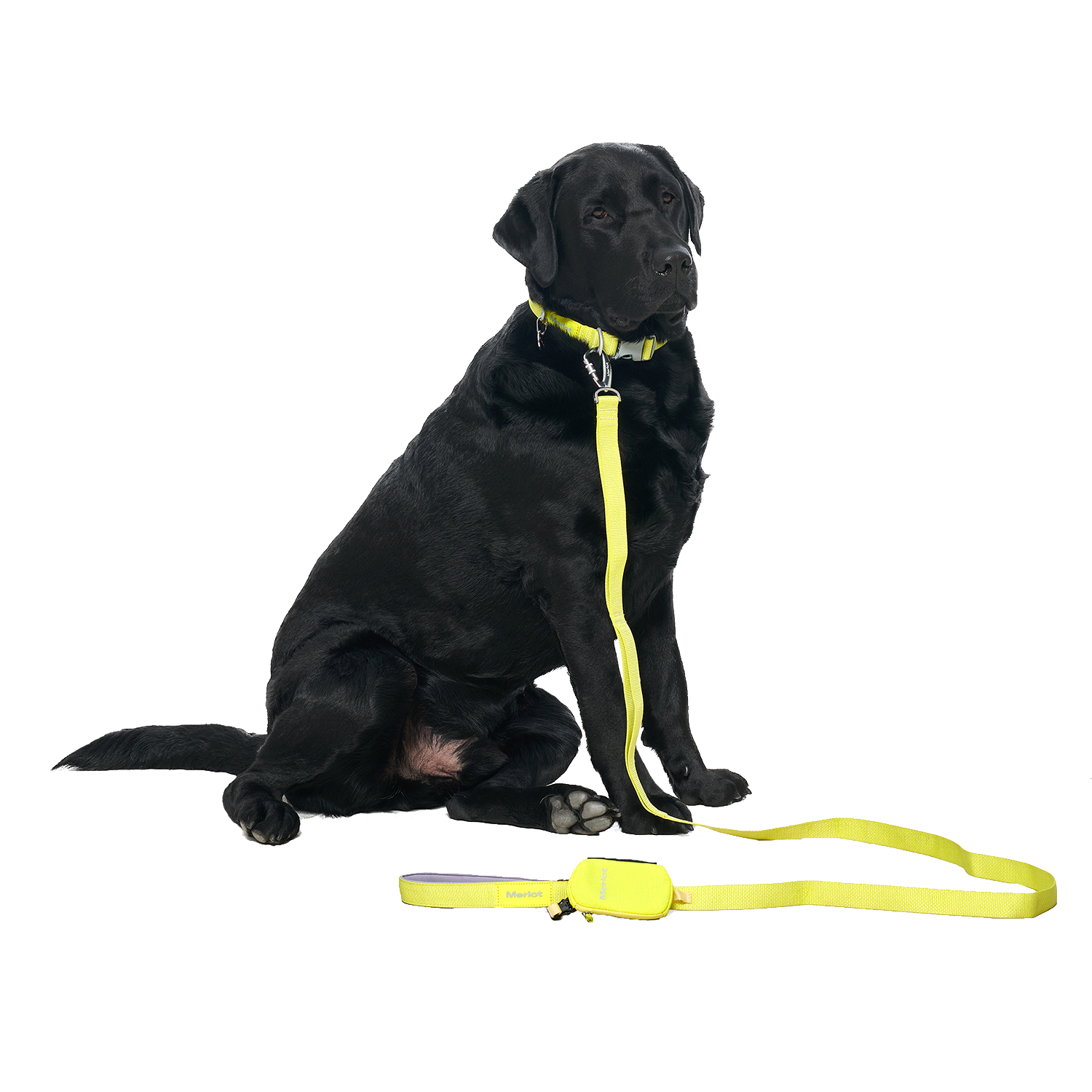 Ardor™ Collar Lemon