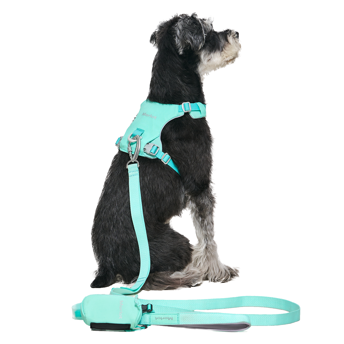 The Walk Set in Mint — a dog sitting in profile wearing the Ardor Harness with the matching Free Leash