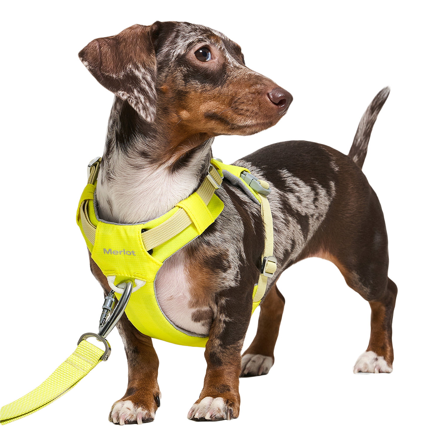 Ardor™ Harness Lemon Stone