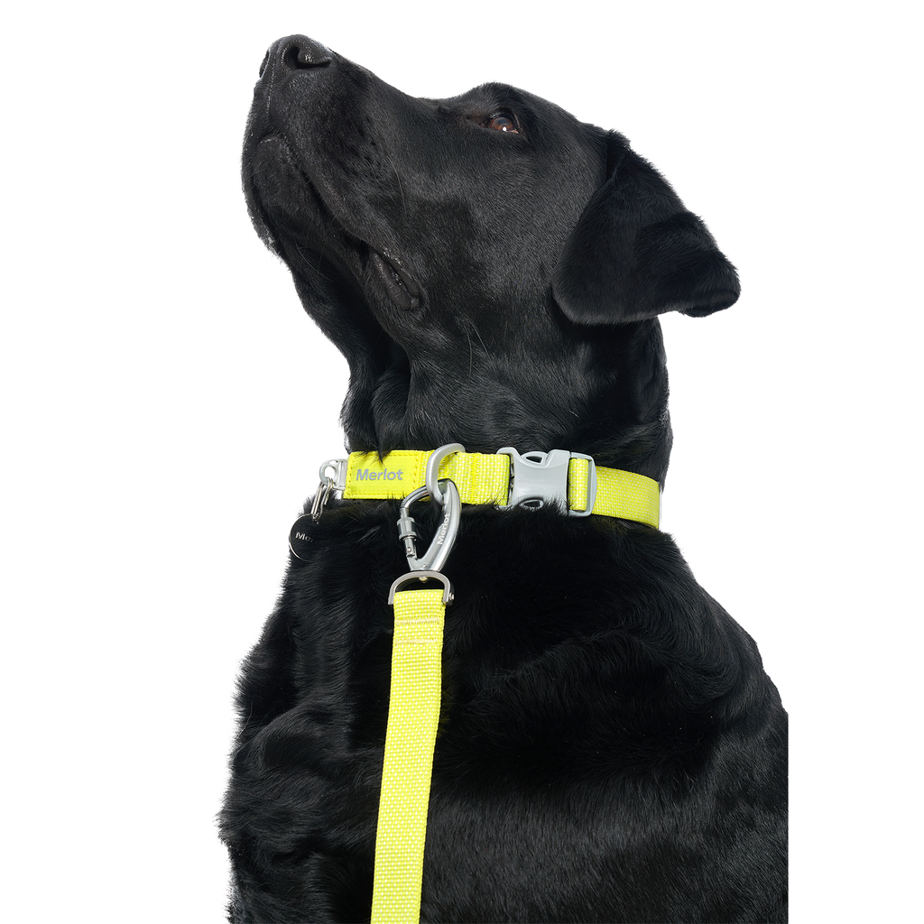 Ardor™ Collar Lemon