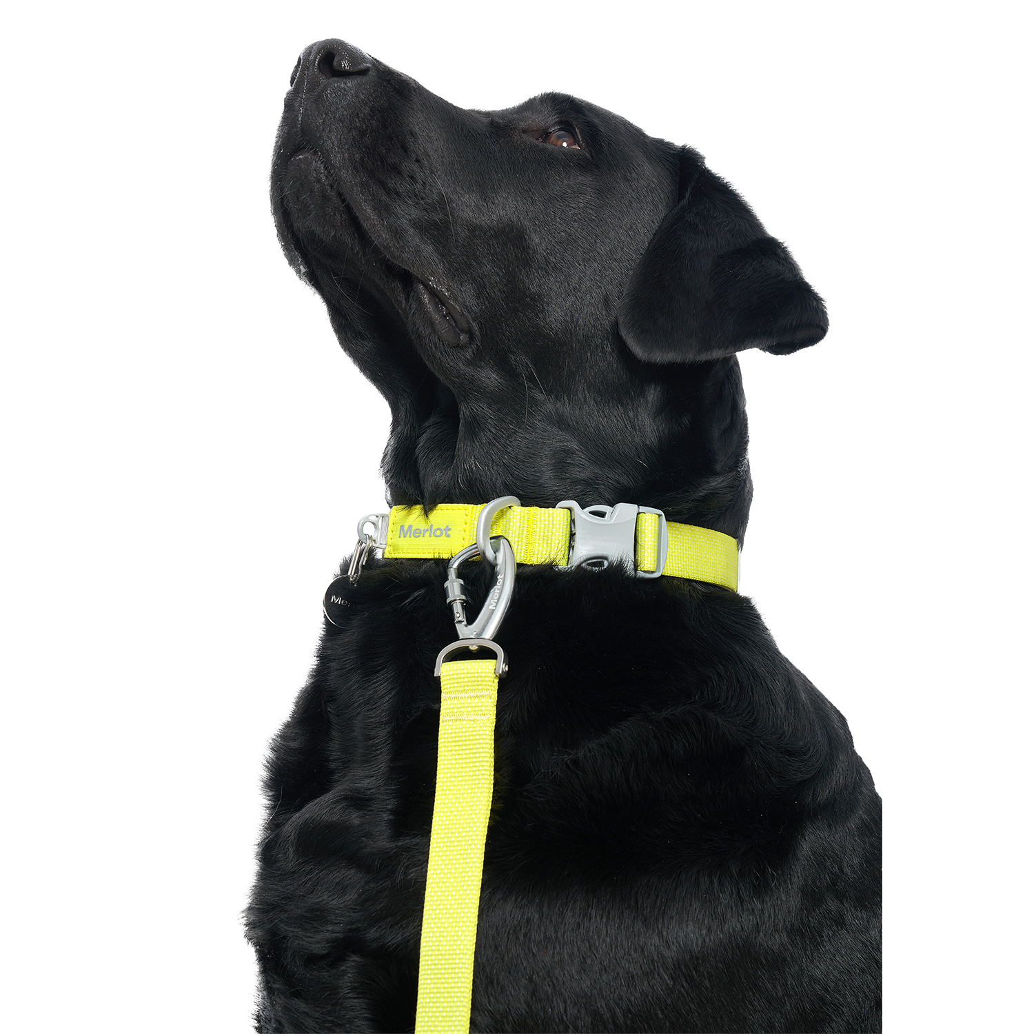 Ardor™ Collar Lemon