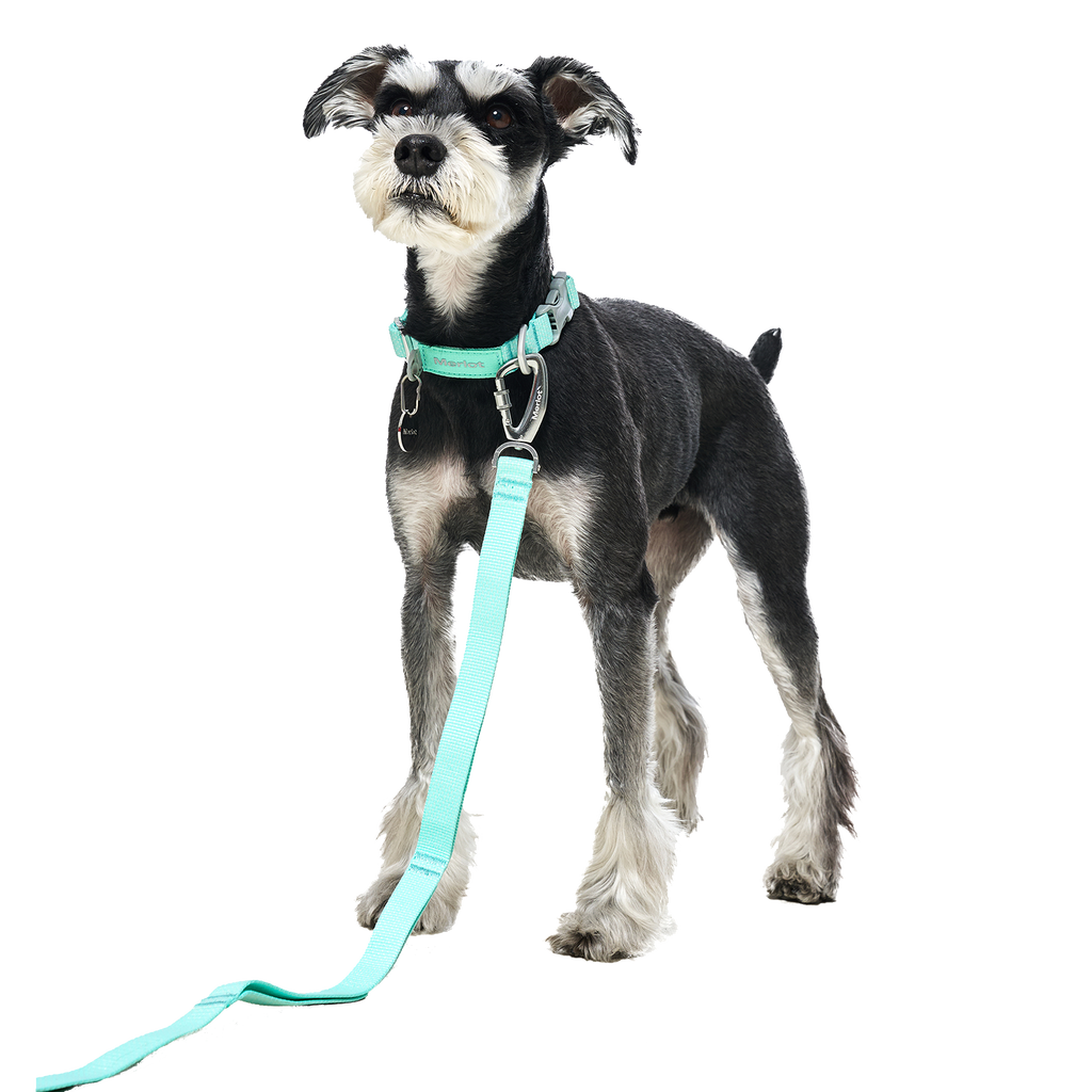 Ardor™ Collar Mint
