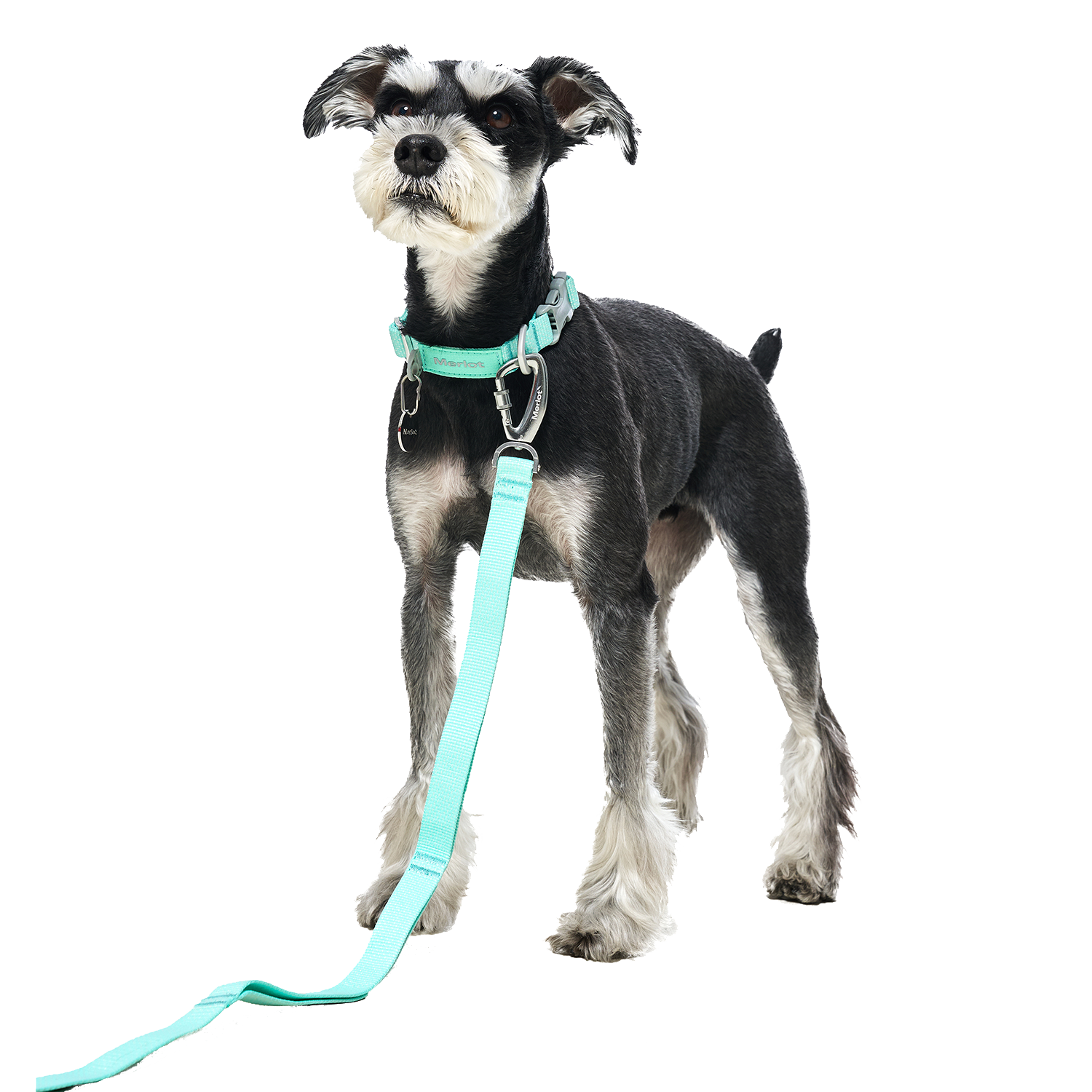 Ardor™ Collar Mint