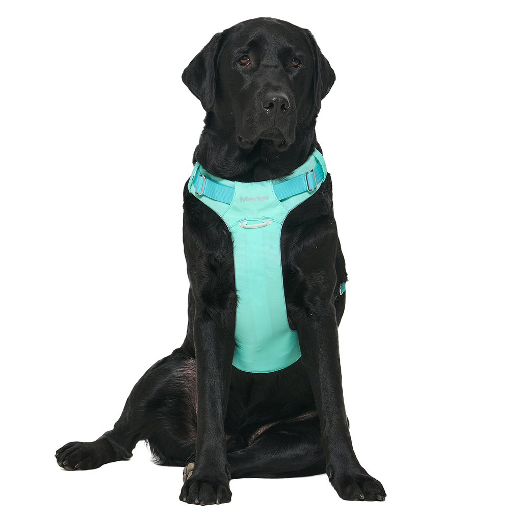 Ardor™ Harness Mint Stone