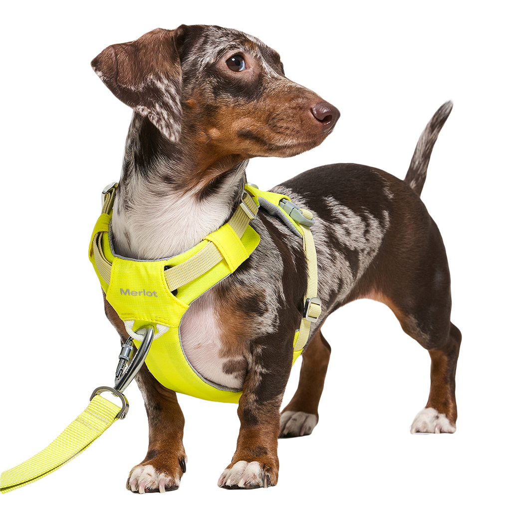 The Walk Set in Lemon — a dog standing in the Ardor Harness with the matching Free Leash clipped on