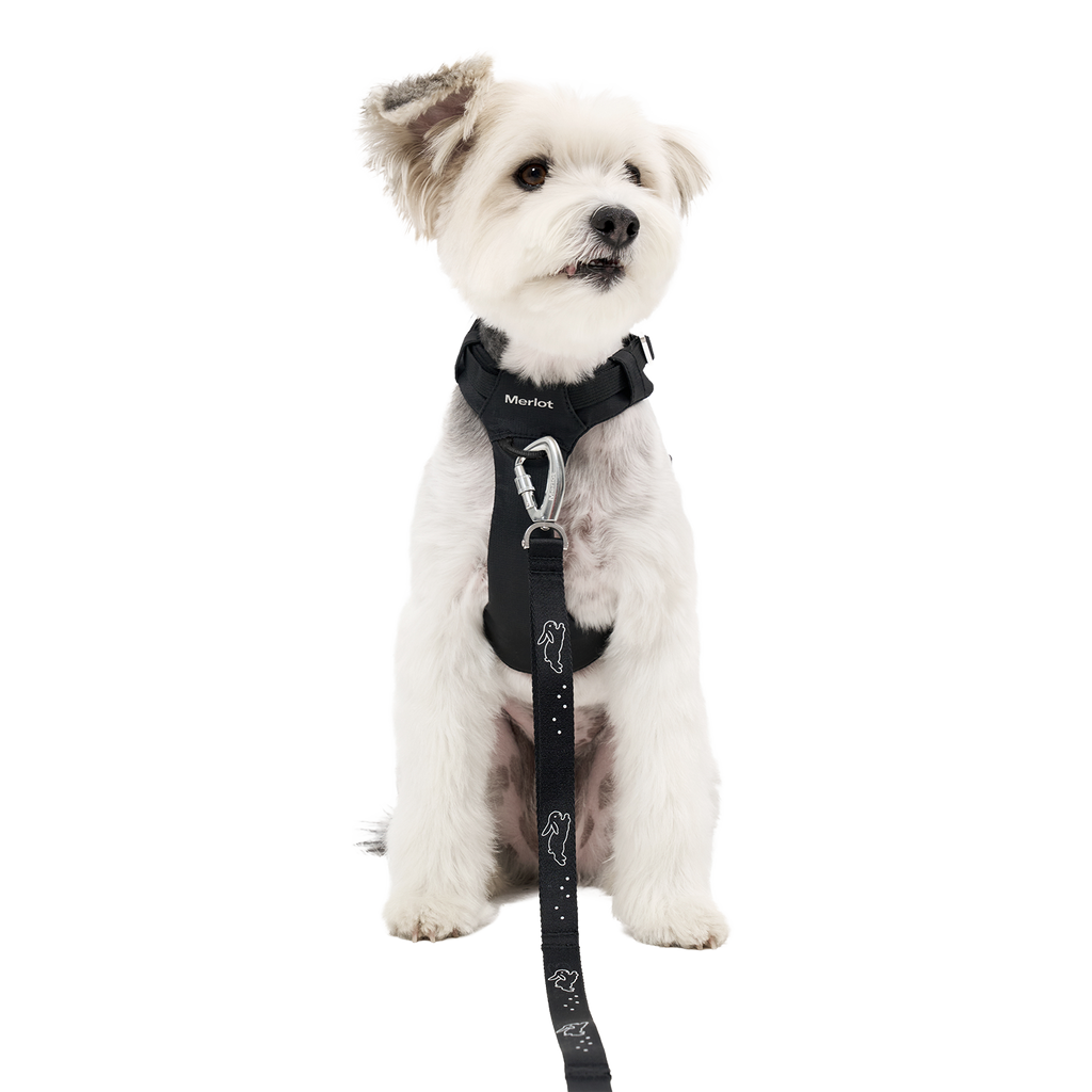 Bunny™ Leash x Kitty Bunny Pony