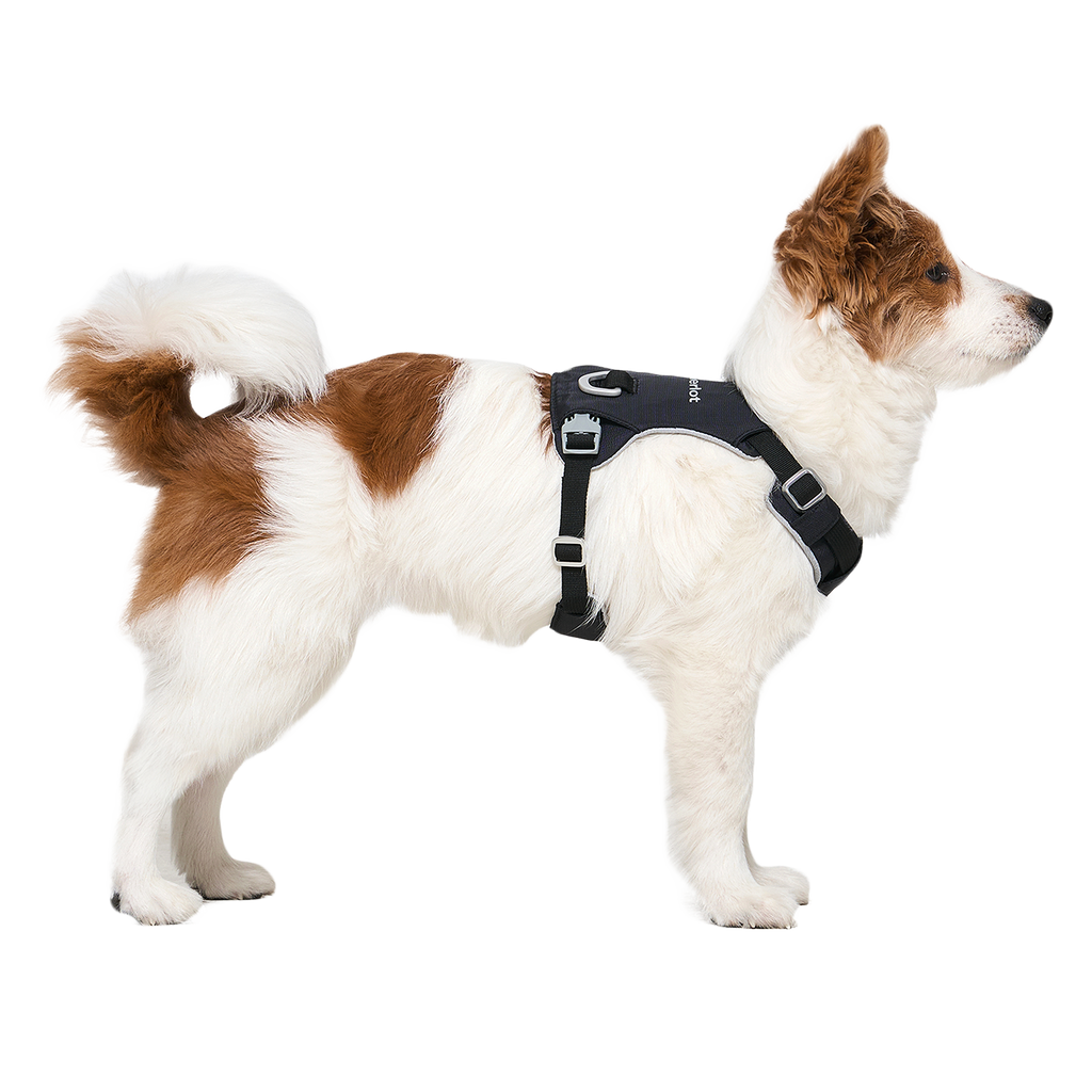 Ardor™ Harness Black Stone