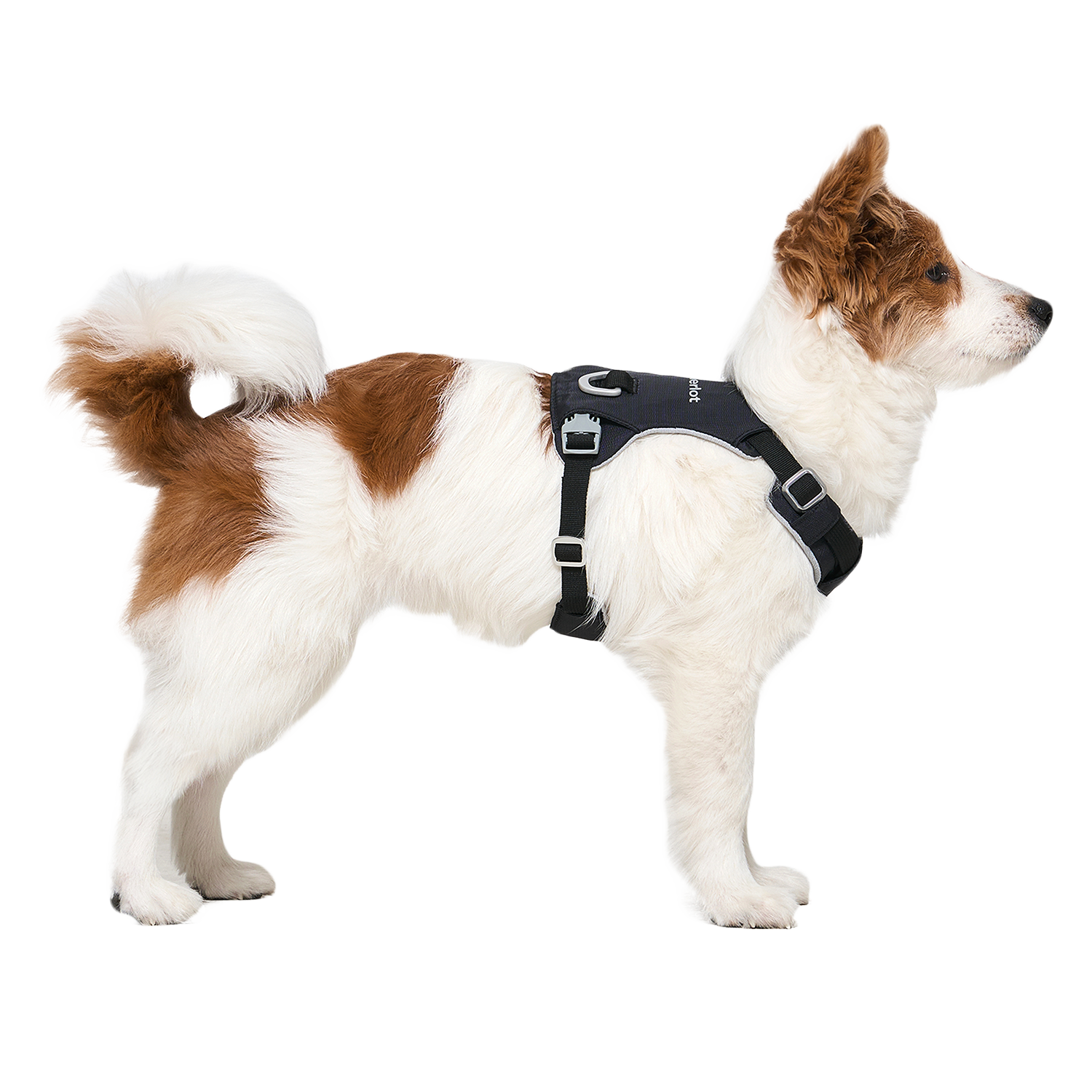 Ardor™ Harness Black Stone