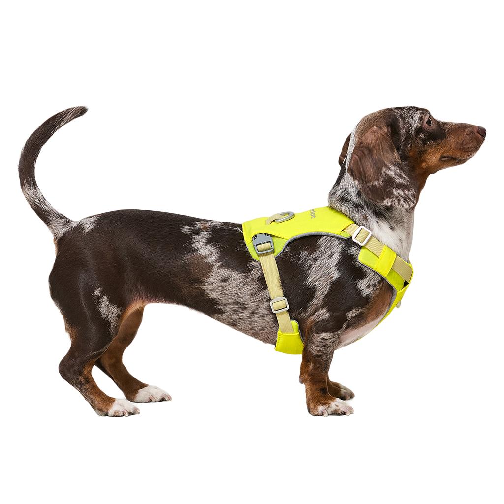 Ardor™ Harness Lemon Stone