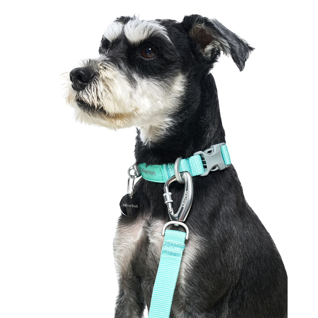 Ardor™ Collar Mint