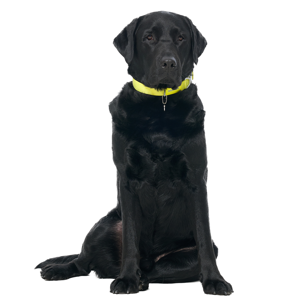 Ardor™ Collar Lemon