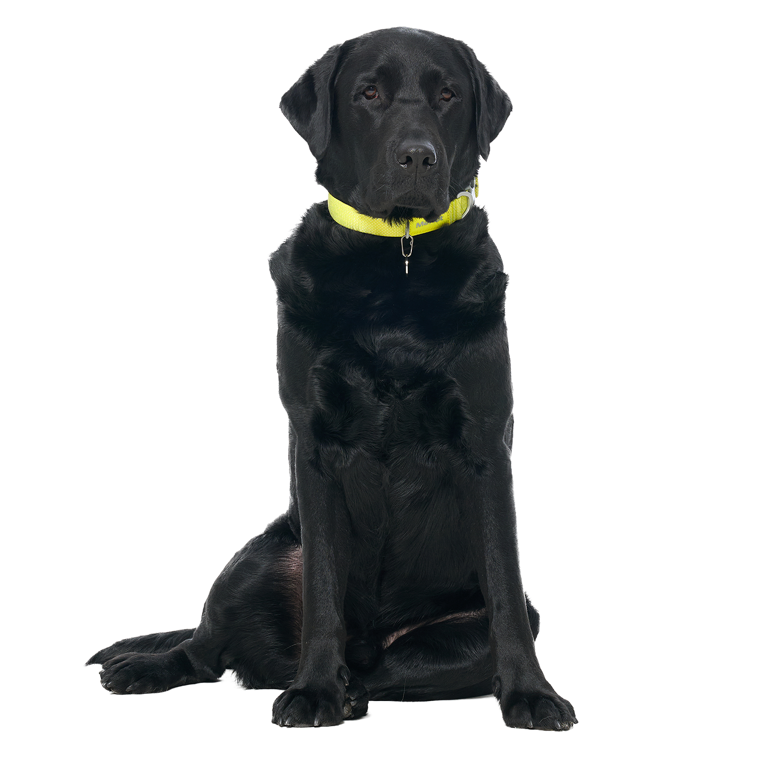Ardor™ Collar Lemon