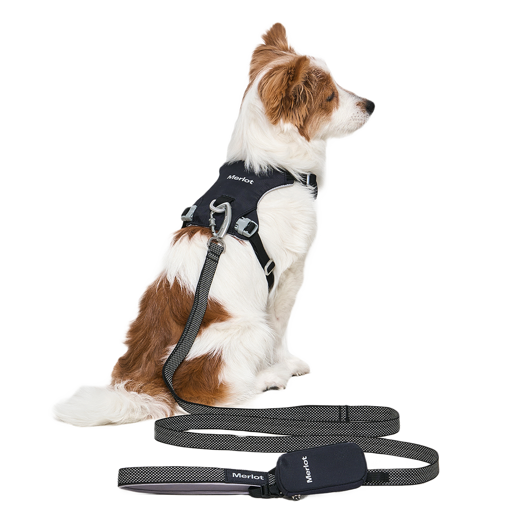 The Walk Set in Black — a dog sitting in profile wearing the Ardor Harness with the matching Free Leash