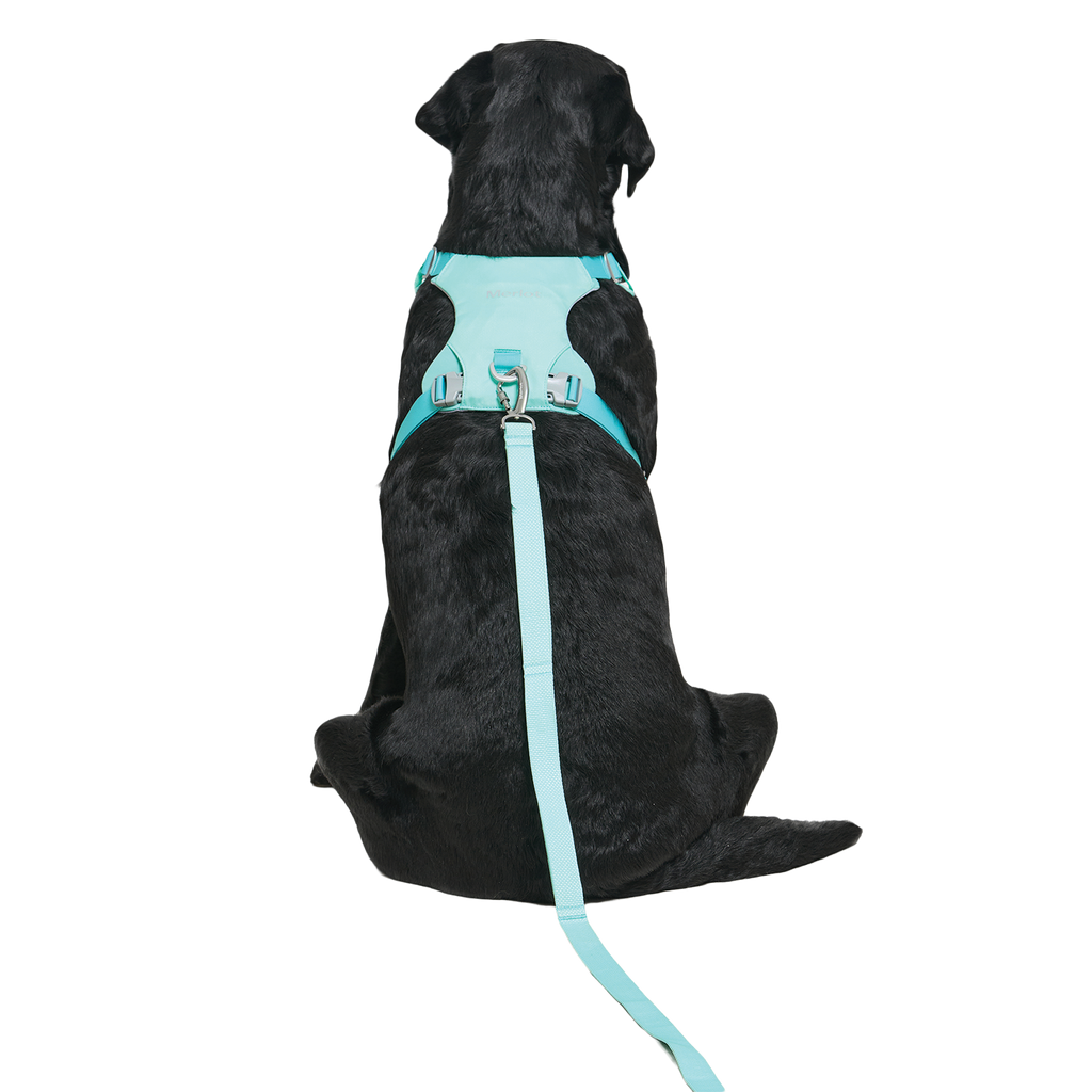 Ardor Free Leash Mint — hands-free 3-way dog leash by Merlot, carried by Ondo