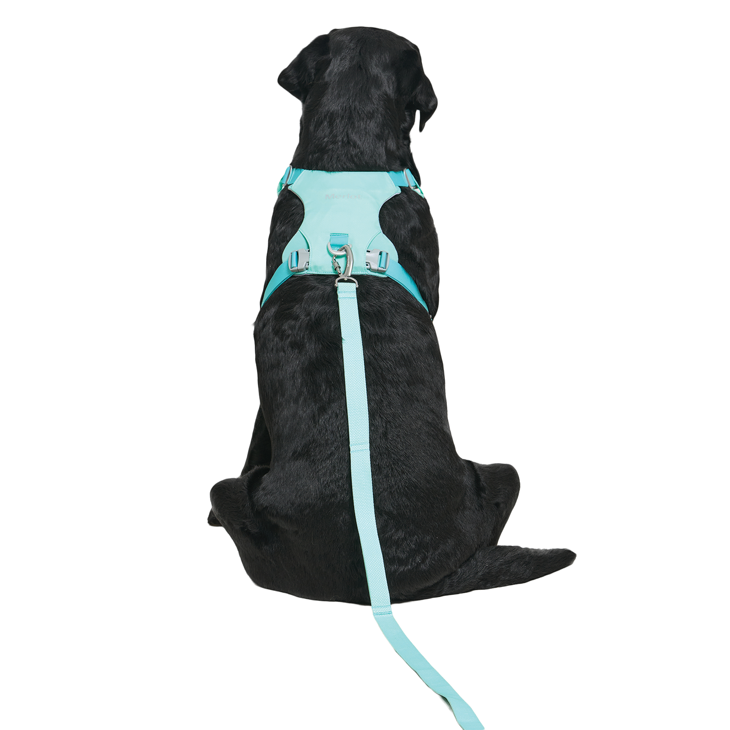 Ardor Free Leash Mint — hands-free 3-way dog leash by Merlot, carried by Ondo