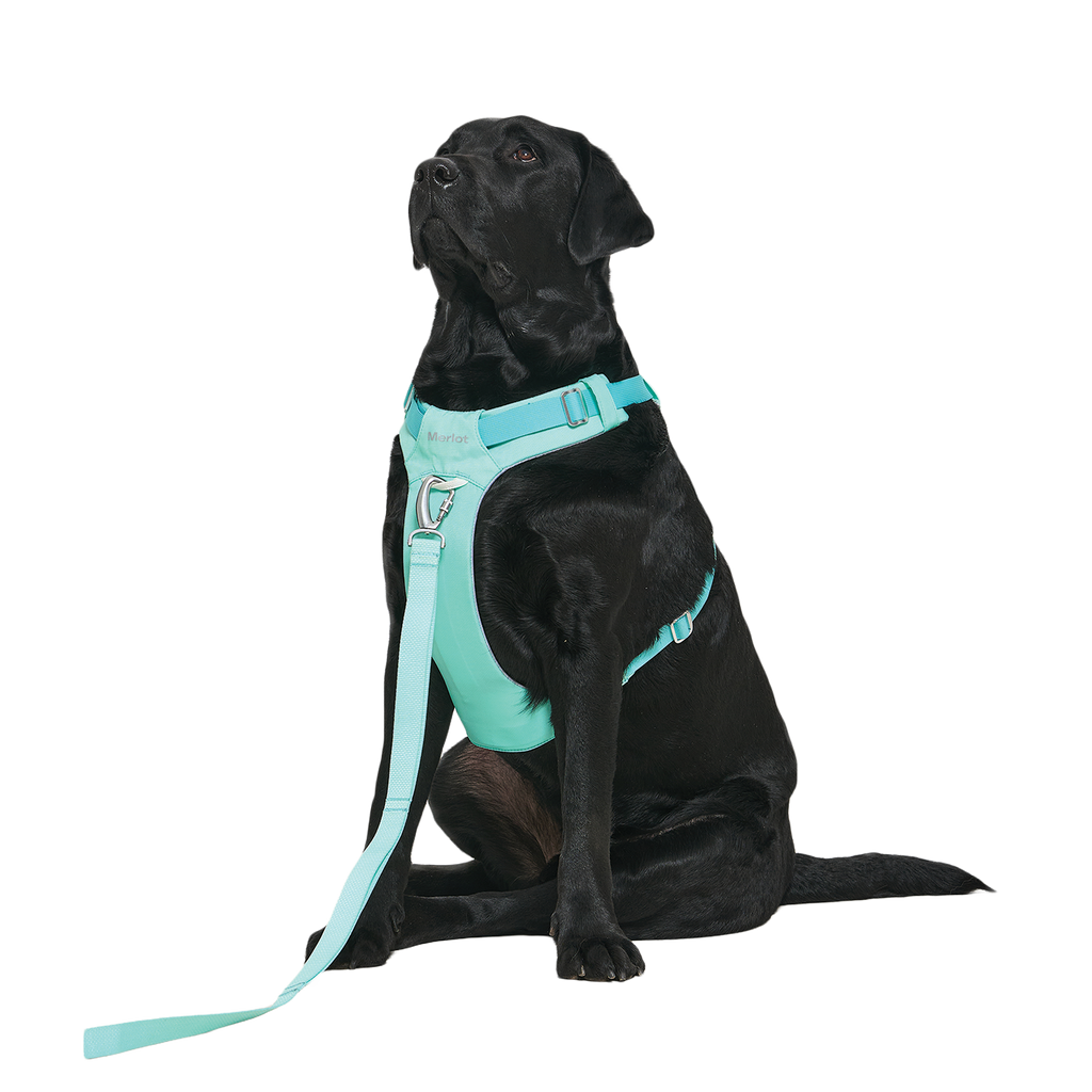 Ardor Free Leash Mint — hands-free 3-way dog leash by Merlot, carried by Ondo
