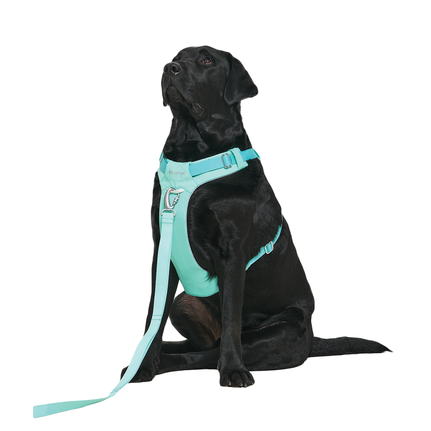 Ardor Free Leash Mint — hands-free 3-way dog leash by Merlot, carried by Ondo
