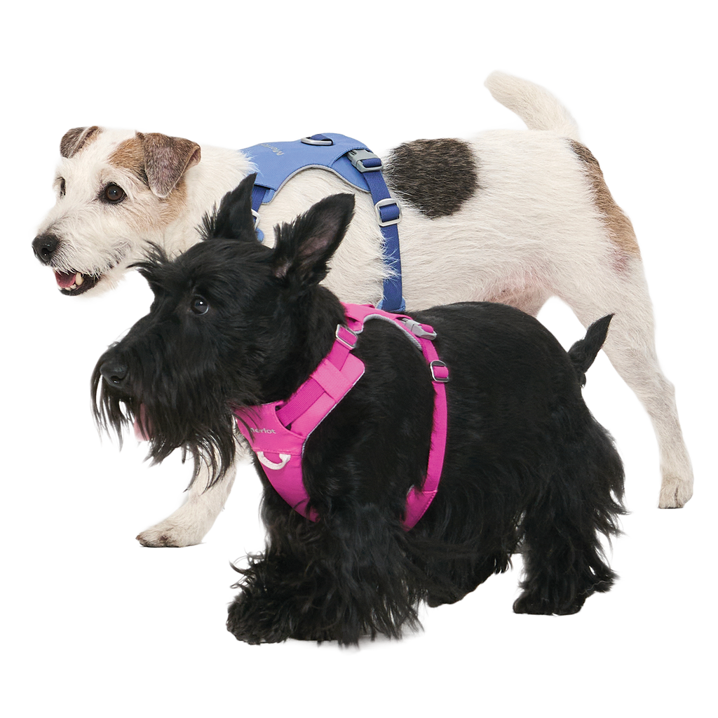 Ardor Free Leash Blue Stone — hands-free 3-way dog leash by Merlot, carried by Ondo